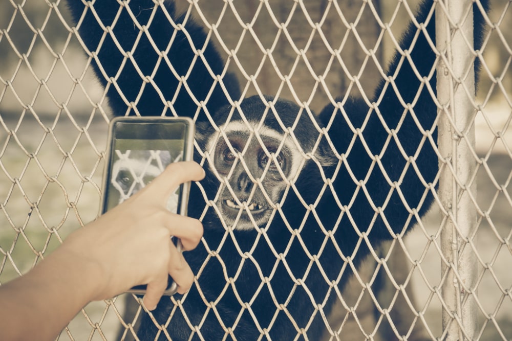 Monkey safety nets